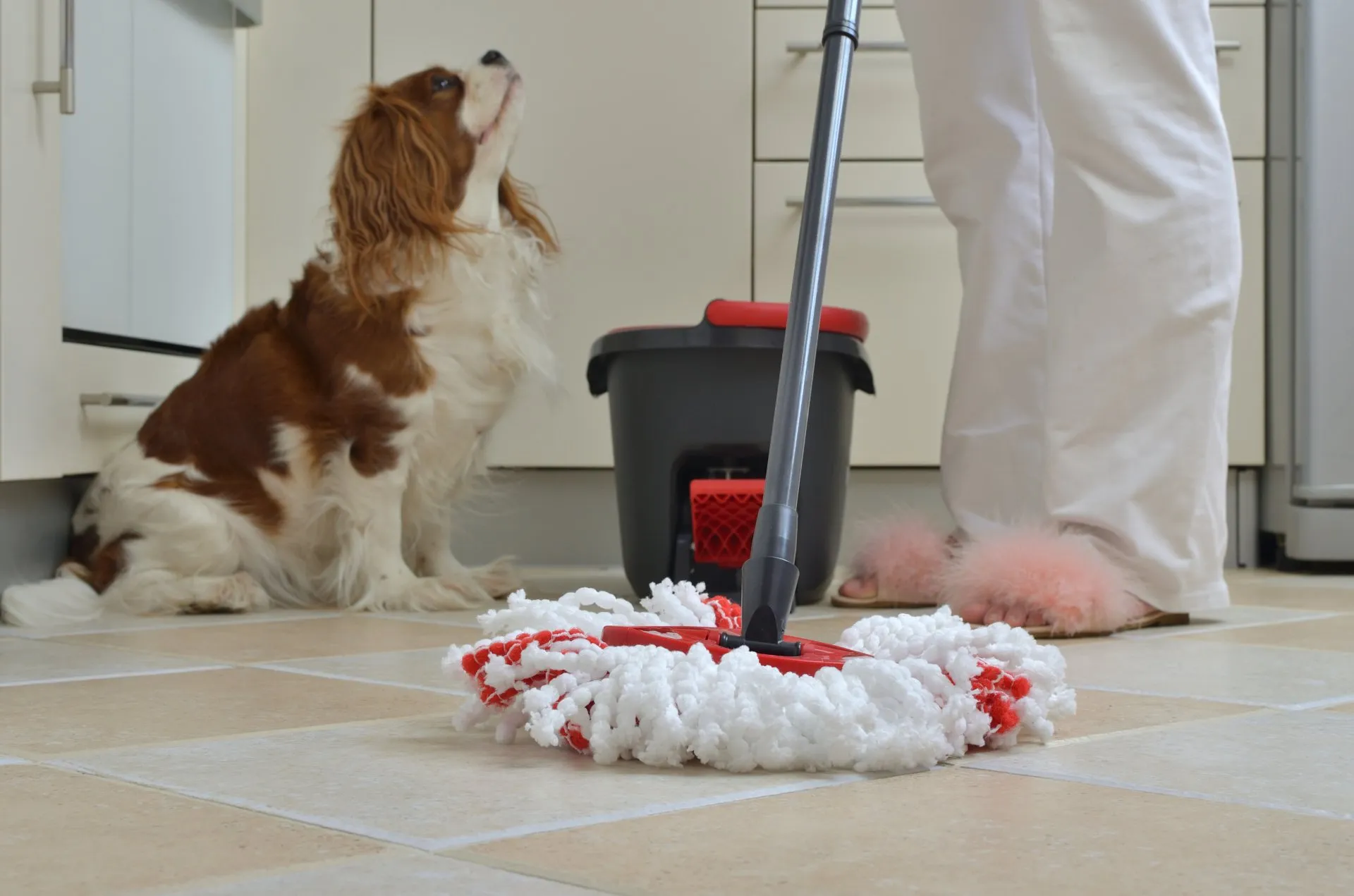 Pet+mess+Cleaning-1920w