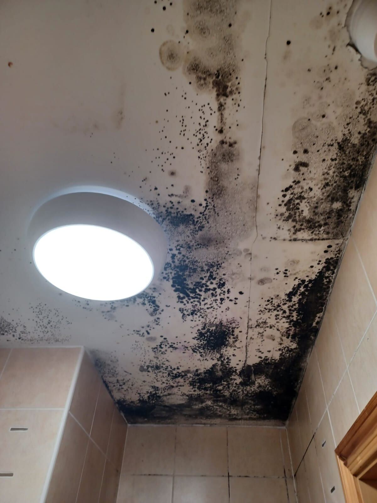 Mould Cleaning Service in Cork